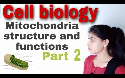 #Mitochondria structure and function ( Cell biology) B.sc I paper III unit II