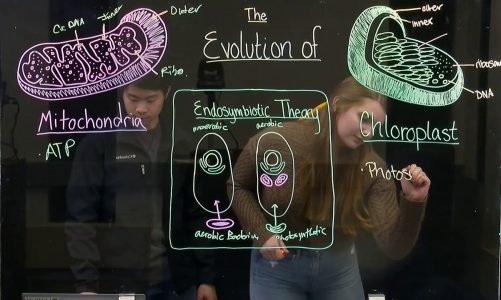 Evolution of Mitochondria and Chloroplast (BIOS 041)