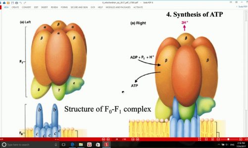 lecture 8 mitochondrion