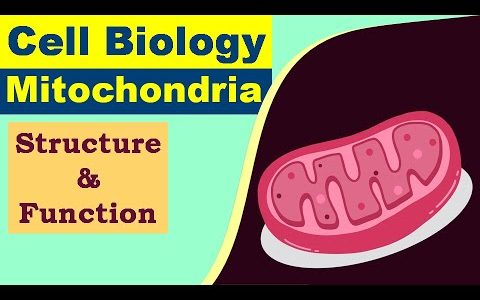 Mitochondria, Discovery, Structure and Function. Oxysomes, F1 particles, Power house of soil.