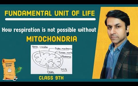 Mitochondria Diagram | mitochondria | structure of mitochondria | CBSE