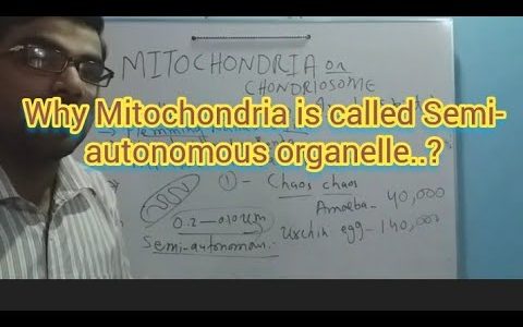 SEMI-AUTONOMOUS ORGANELLE WHY MITOCHONDRIA IS CALLED SO? by Fayaz khatti