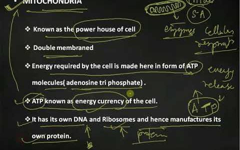 Biology – mitochondria