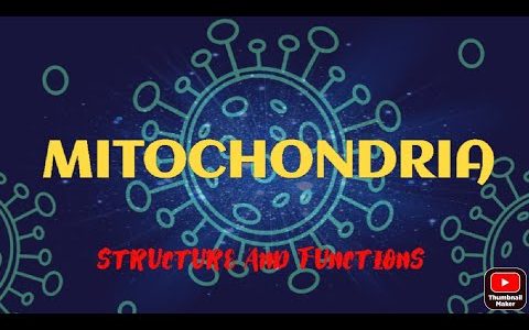 Structure and Functions of Mitochondria | D Roy