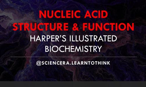 NUCLEIC ACID STRUCTURE & FUNCTION – BMI2601