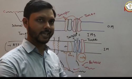 Targeting of Proteins to the Mitochondrial Membrane and Inter Membrane Space By Dr. Aditya Sharma