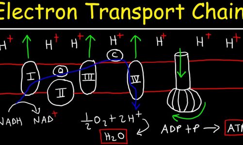 Electron Transport Chain – ATP Synthase, Chemiosmosis, & Oxidative Phosphorylation