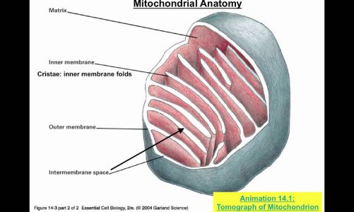 Energy Transformation in Mitochondria and Chloroplasts – Part 1