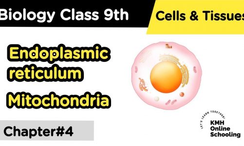 Endoplasmic reticulum | Mitochondria 9th Class Biology Chapter 4 Cells and Tissues|
