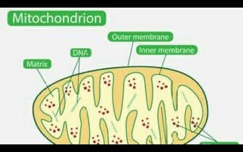 who invented the mitochondria🤔🤔 ???