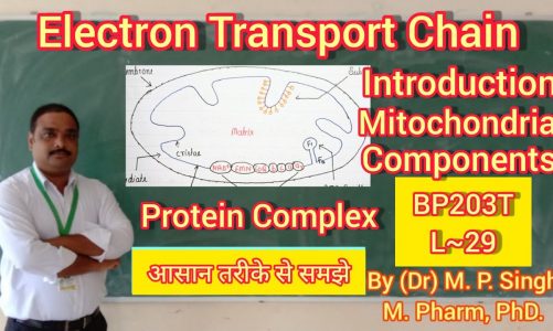 Electron Transport Chain | Introduction | Mitochondrial Components | Biochemistry | BP203T | L~29