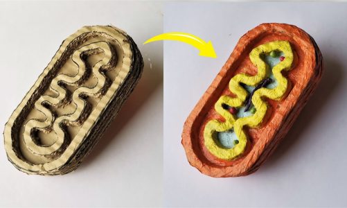 Cardboard Mitochondria Model | DIY Project