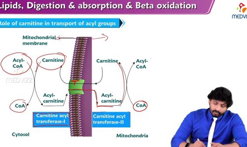 162. Beta Oxidation