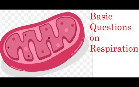 IMPORTANT AND BASIC QUESTIONS ON RESPIRATION(PART-1)