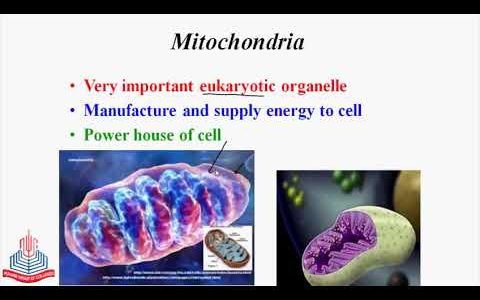 Biology Part I  Ch 4 The Cell  Detailed study of Mitochondria By PGC