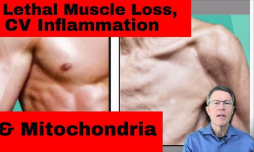 Lethal Muscle Loss, CV Inflammation & Mitochondria: the Nature Article – FORD BREWER