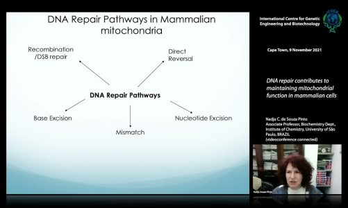 Nadja Pinto – DNA repair contributes to maintaining mitochondrial function in mammalian cells