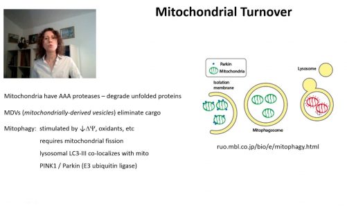 Mitochondrial Cell Biology 3