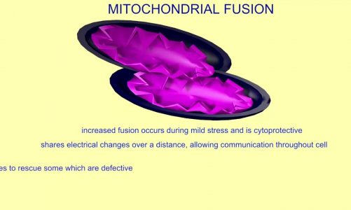 mitochondrial fission & fusion