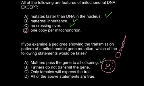 Mitochondrial dna inheritance