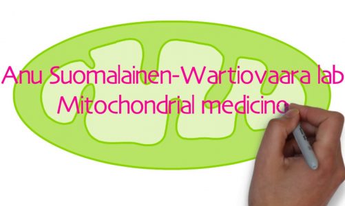 New findings on the development of mitochondrial myopathy!
