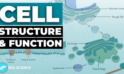 A Tour Of The Cell: Structure & Function | Cell Biology