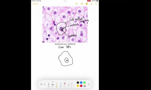 O Level Biology Cells – Video # 1