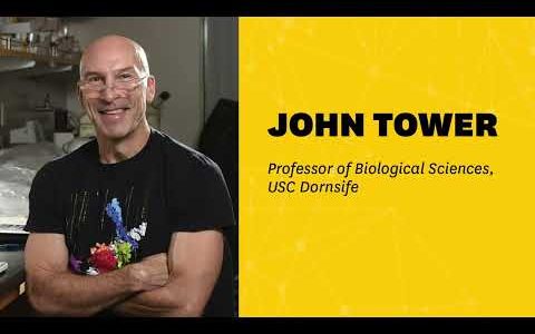 Podcast | Professor John Tower: the roles of sex differences and mitochondria on aging