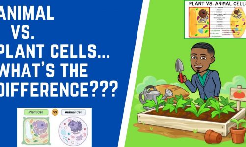 Animal vs  Plant Cells….What's the difference???