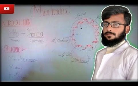 Mitochondria: Introduction_Structure_Function      #alacademyofficial