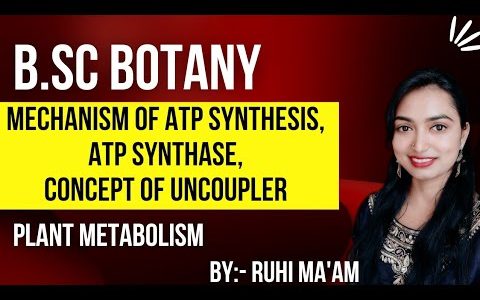 Mechanism of ATP Synthesis, ATP Synthase, Concept of Uncoupler || B.Sc Botany