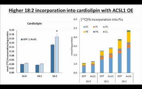 Loss of ACSL1 Impairs Mitochondrial Function and Decreases Tetralinoleoyl Cardiolipin