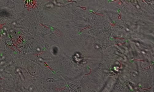 Labeled sperm cells with tdTomato (mitochondria) and eGFP (sperm head) interacting with MEF cells.