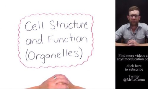 Cell Structure and Function – Organelles