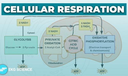Cellular Respiration: Aerobic & Anaerobic | Cell Biology