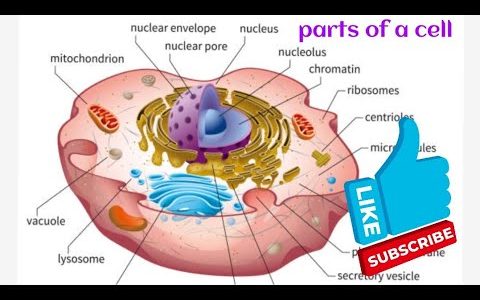 Human Anatomy and physiology ( parts of a cell) class #02