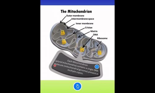 Mitochondria structure and function #shorts #neet