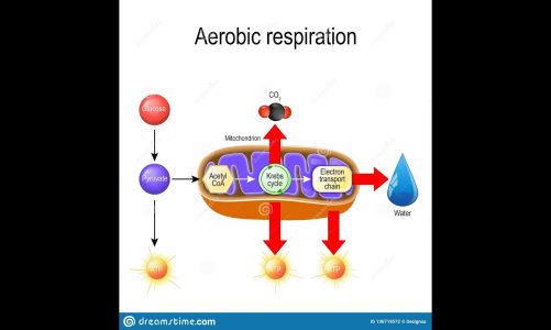 How is ATP produced? | cellular respiration -Aerobic and Anaerobic respiration.