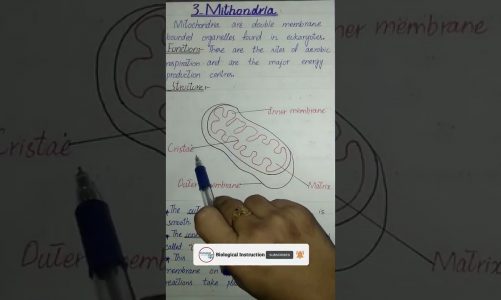 #shorts  Class 9th | Biology | Chapter 4 | Mitochondria | biological instruction