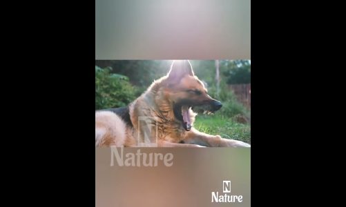 nature | dog | animal | beautiful scenery | relaxing | real clip | 🐶🐕🐩🤩😍🥰❤️💕