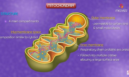 Mitochondria structure and function  | Cell Physiology medical animation