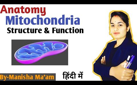 Mitochondria in Hindi | Structure | Functions | Cell Organelles | माइटोकांड्रिया