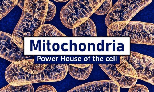 Mitochondria is the powerhouse of the cell || cell the unit of life class 11