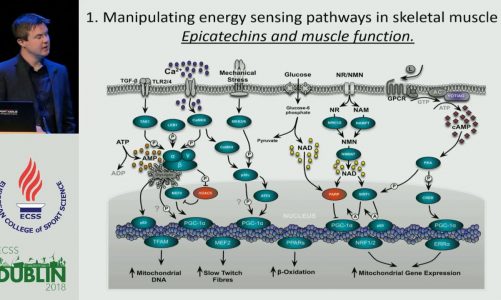 Nutritional strategies to enhance mitochondrial adaptation to endurance exercise