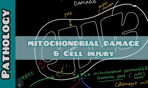 Mitochondrial Damage & Cell injury | Pathology | Ayan Parichha