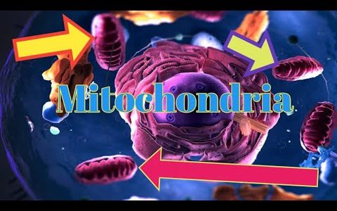 mitochondria structure and function diagram mitochondria c#how #bts #btsarmy