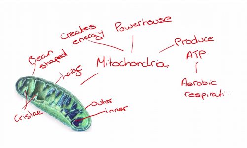 Mitochondria Mindmap