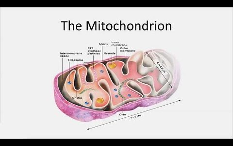 Novel Therapies for Mitochondrial Disorders – Developmental Disabilities Update