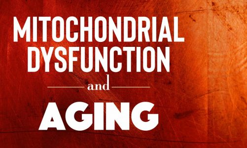 MITOCHONDRIAL HEALTH AND LONGEVITY | The Impact of Mitochondrial Dysfunction on Aging [2020]