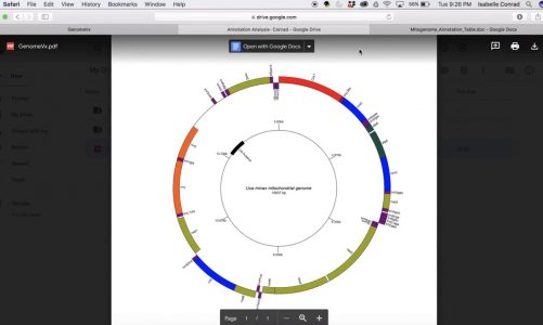 Mitochondrial Genome Visualization | Isabelle Conrad